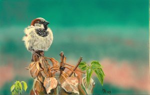 male house sparrow, painting