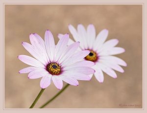 African Daisy - Osteospermum - 1