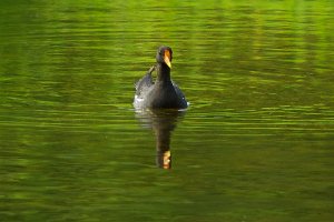 Common Moorhen