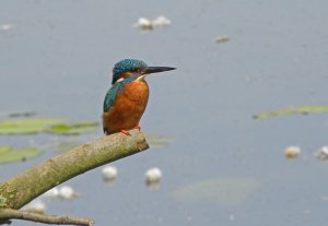 Kingfisher