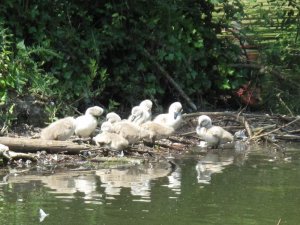 Cygnets having a Preen