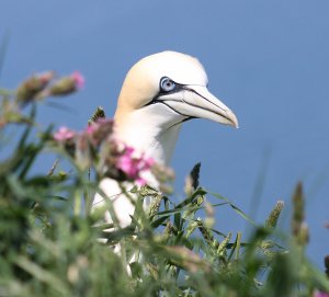 Gannet