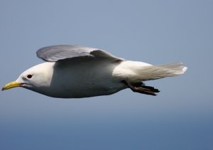 Kittiwake