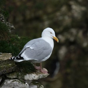 Herring Gull