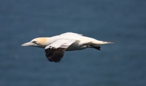 Gannet