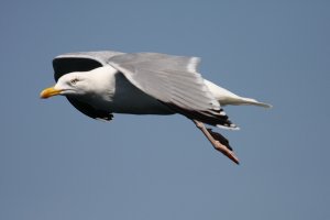 Herring Gull