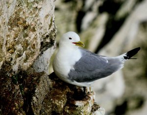 Kittiwake