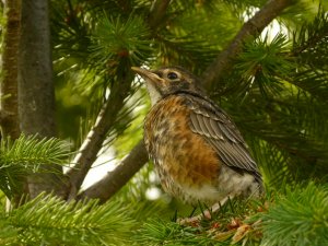 Fledgling American robin