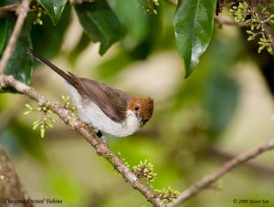 Chestnut Crested Yuhina