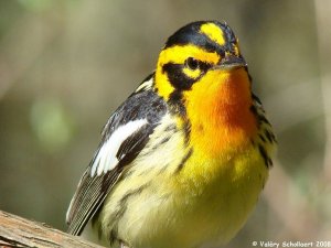 Friendly warbler