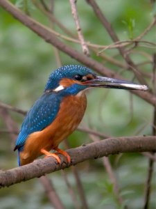 Shuttington Kingfisher