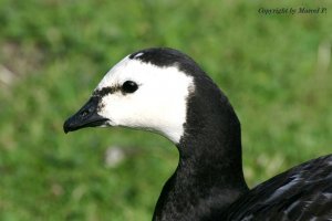 Barnacle Goose Portrait