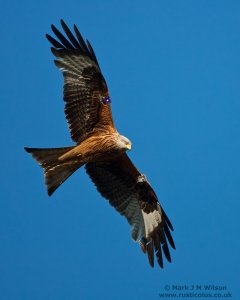 Red Kite