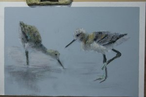 Comparing stilt and avocet chicks pastel drawing
