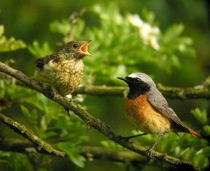 Digiscoped......Redstart & Chick