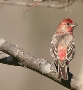 Rose breasted finch