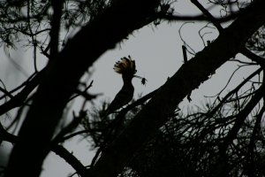 hoopoe