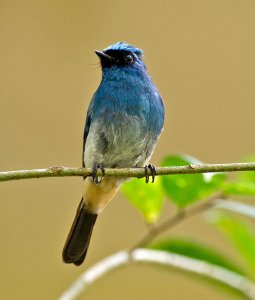 Indigo Flycatcher