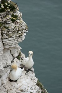 Pair of Gannets