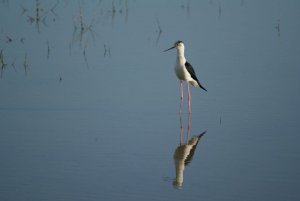 Black winged stilt reflection