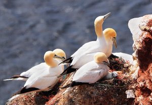 Northern Gannets on Helgoland