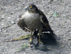 Eurasian Sparrowhawk with juvenile Starling