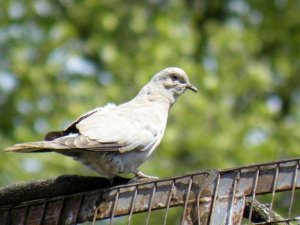 Strange Looking Collard Dove