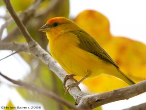 Orange-fronted Yellow-Finch