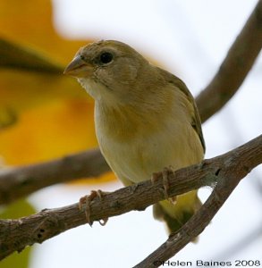 Orange-fronted Yellow-Finch  (female)