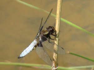 Broad Bodied Chaser