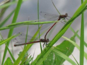 Large Red Damselfly