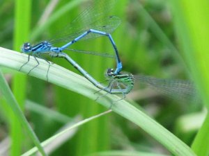 Azure Damselfly