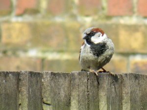 Male House Sparrow