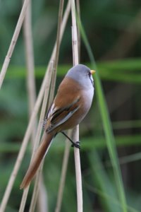 Bearded Tit