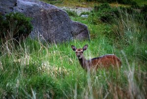 Irish Red