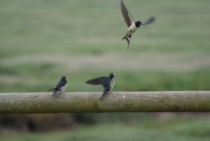 Swallow feeding chick