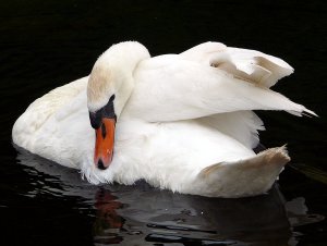 Swan39wb