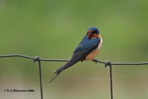 Barn Swallow