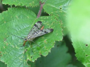 Scorpion Fly