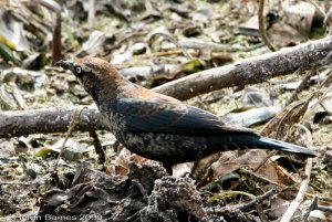 Rusty Blackbird