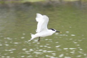 Sandwich Tern