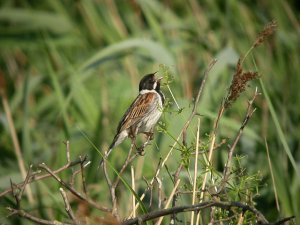 Reed Bunting