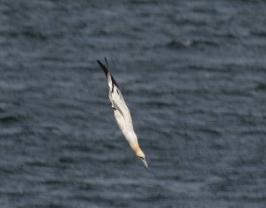 Diving Gannet