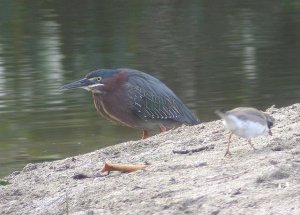 Green Heron