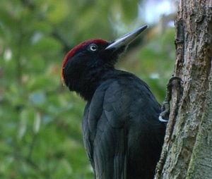 Black Woodpecker