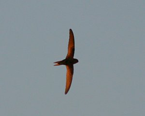 Swift at Sunset