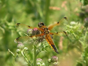 Four spot chaser