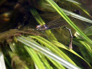 River Jewelwing Underwater