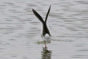 Redshank stretch