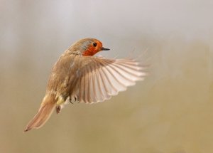 robin hovering